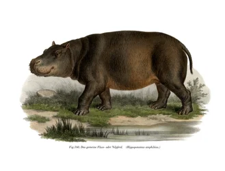 Ippopotamo, 1860